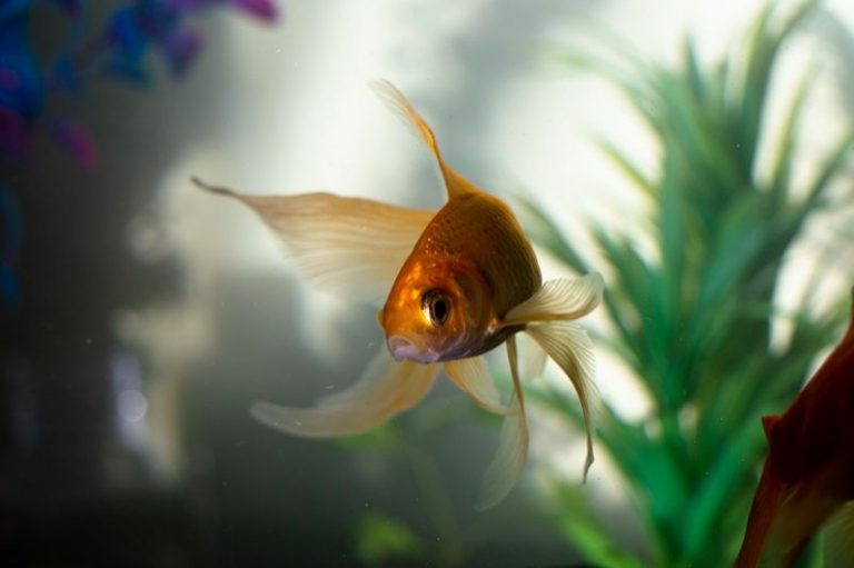 Quel est le prix d&rsquo;un aquarium ?